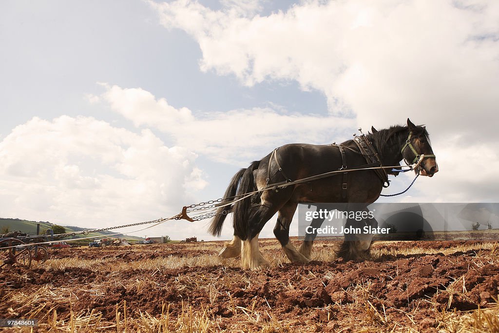 Two heavy horses pulling plough