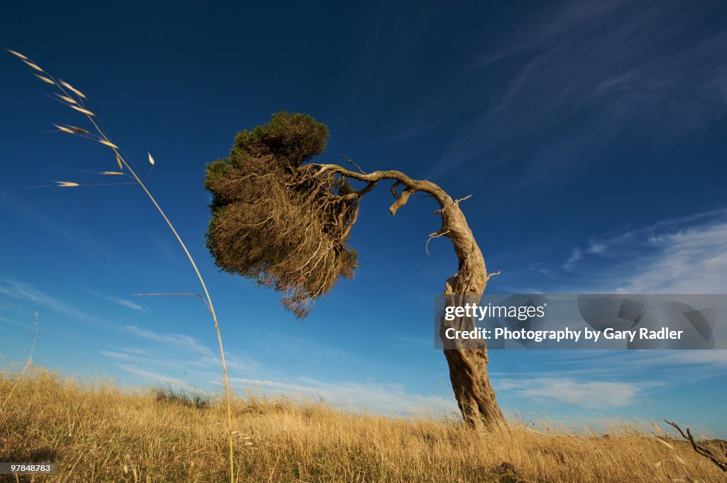 Bent grass and bent tree