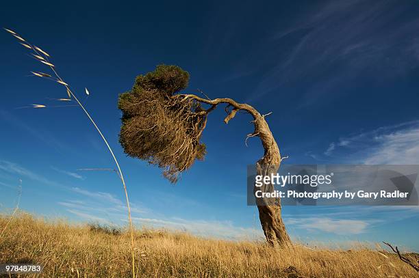 bent grass and bent tree - bent stock pictures, royalty-free photos & images