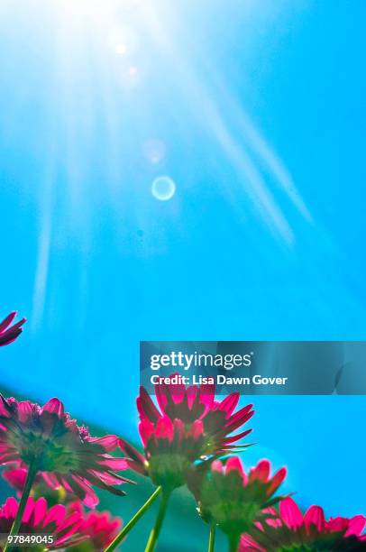 photosynthesis - fernie bc stock pictures, royalty-free photos & images