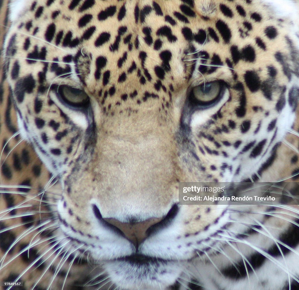 Jaguar intense gaze
