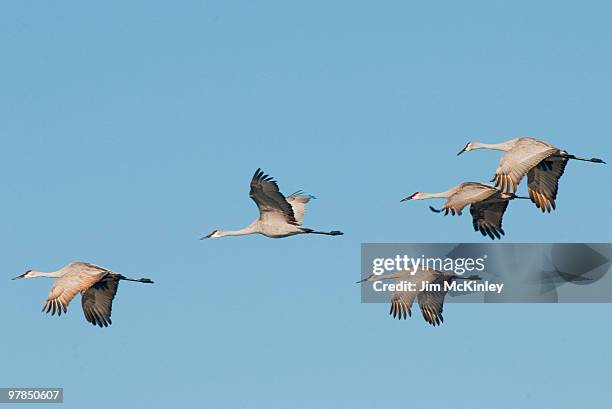 sandhill crane - crane bird stock pictures, royalty-free photos & images