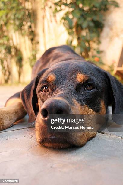 Female Rottweilers 305 Female Rottweiler Stock Photos, High-Res Pictures, and Images ...