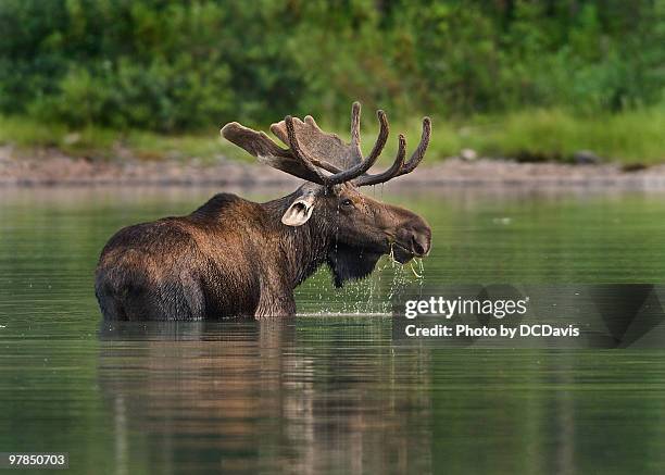 bull moose at fishercap lake - bull moose stock pictures, royalty-free photos & images