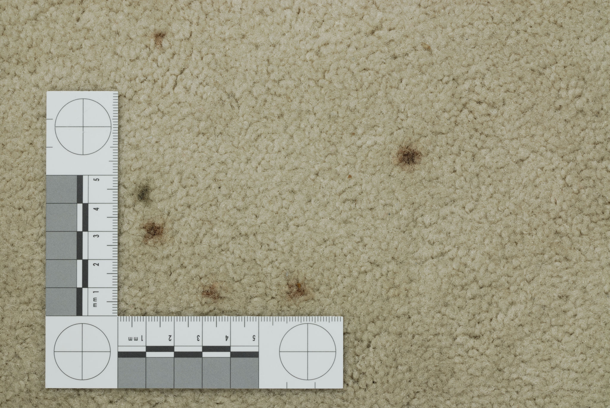 pet stain carpet