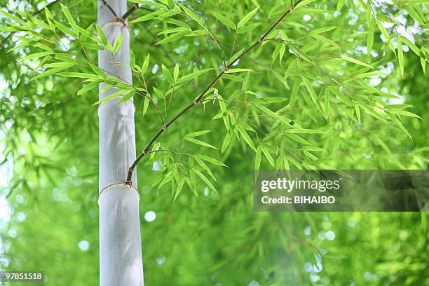 bambu - folha de bambu - fotografias e filmes do acervo