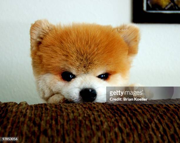 portrait of pomeranian dog  - spitze stock pictures, royalty-free photos & images