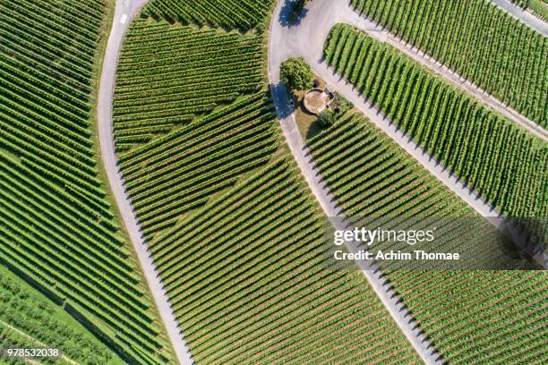 aerial view of vineyards, oberkrich, germany, europe - drone point of view - fotografias e filmes do acervo