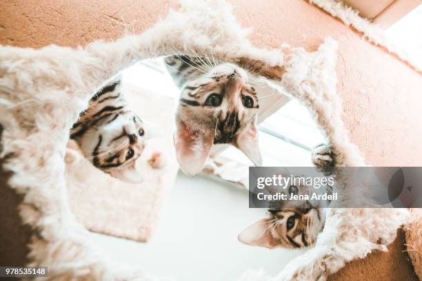 curious kittens, bengal kittens, bengal cats - bengal cat stock pictures, royalty-free photos & images