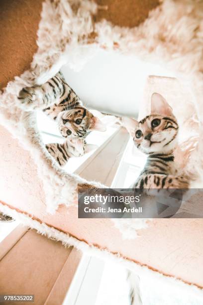 curiosity, bengal kittens playing, mischievous, mischief - self destruct stock pictures, royalty-free photos & images