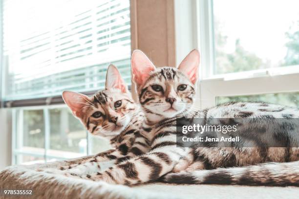 bengal kittens looking at camera - face illusion stock pictures, royalty-free photos & images