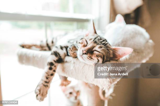 carefree kitten, sleeping kitten, bengal kitten sleeping - gato bengala fotografías e imágenes de stock