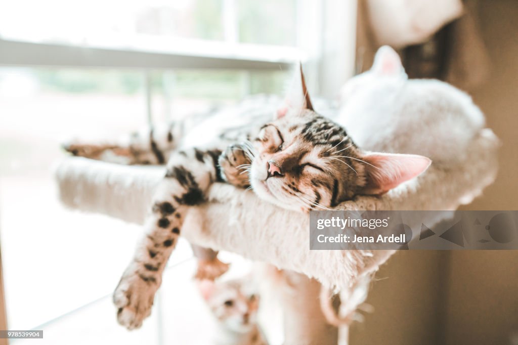 Carefree Kitten, Sleeping Kitten, Bengal Kitten Sleeping