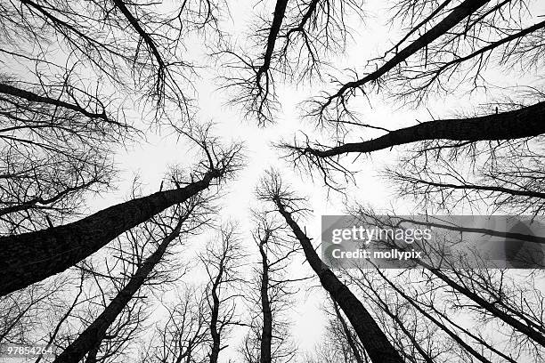 aspen trees in winter - high contrast bildbanksfoton och bilder