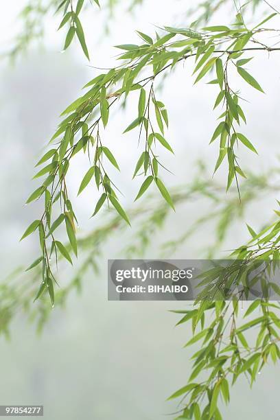de bambu - folha de bambu imagens e fotografias de stock