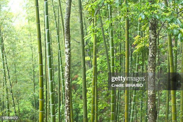 floresta de bambu - folha de bambu - fotografias e filmes do acervo