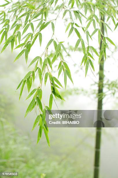 folha de bambu - folha de bambu - fotografias e filmes do acervo