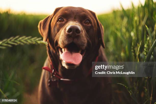 bob the chocolate labrador - pontefract ストックフォトと画像