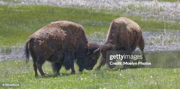 bisons jousting - lamar valley stock pictures, royalty-free photos & images