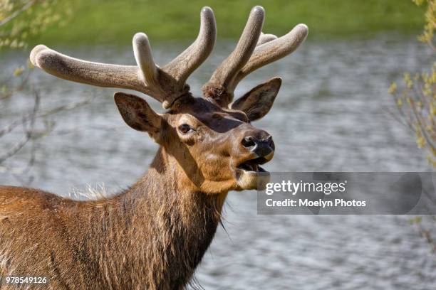 young male elk with new antlers - bramar fotografías e imágenes de stock
