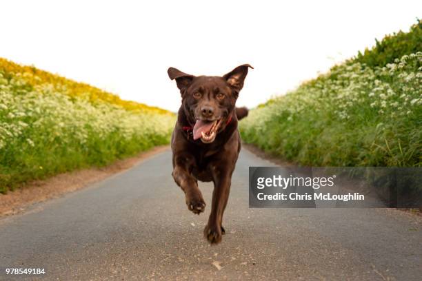 bob the chocolate labrador - pontefract stock pictures, royalty-free photos & images