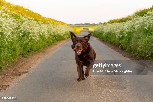 bob the chocolate labrador - pontefract stock pictures, royalty-free photos & images