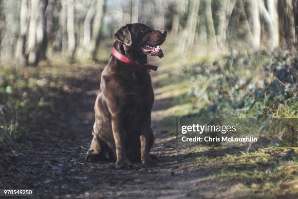 bob the chocolate labrador - pontefract stock-fotos und bilder