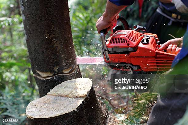 cutting the tree - sawing stock pictures, royalty-free photos & images