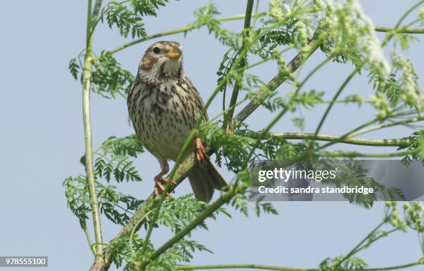 a stunning corn bunting (emberiza calandra) perching on a hemlock plant. - corn bunting stock pictures, royalty-free photos & images