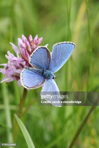 a stunning male adonis blue butterfly (polyommatus bellargus) perching on an orchid. - adone foto e immagini stock