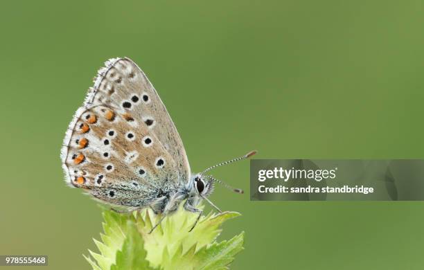 a stunning male adonis blue butterfly (polyommatus bellargus) perching on a yellow rattle flower (rhinanthus minor). - adone foto e immagini stock