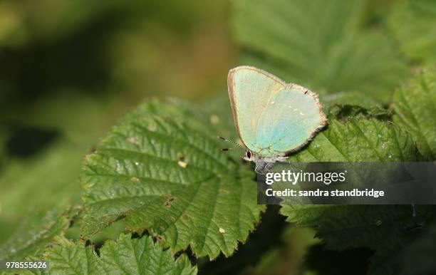 a stunning green hairstreak butterfly (callophrys rubi) perching on a leaf. - dunstable stock-fotos und bilder