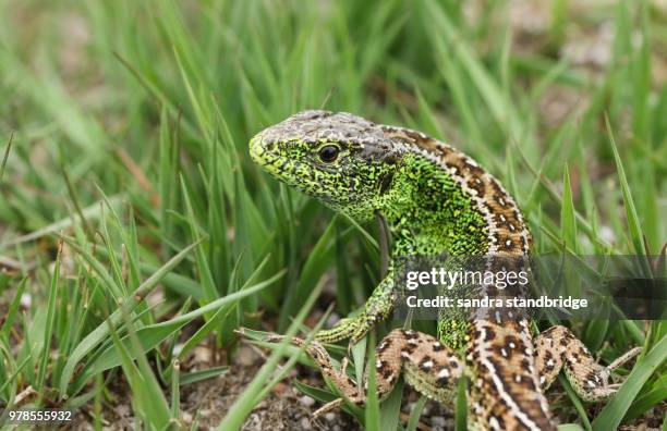 a beautiful male sand lizard (lacerta agilis) hunting in the undergrowth for food. - lagarto imagens e fotografias de stock