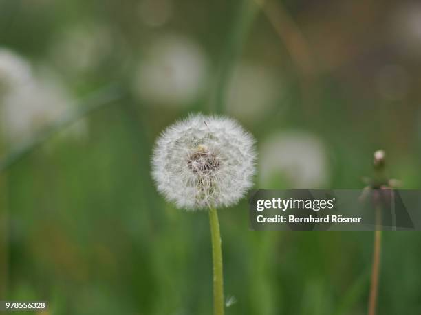 pusteblume - pusteblume stock pictures, royalty-free photos & images