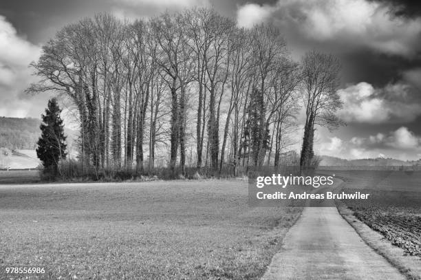 group of trees on remote meadow by dirt footpath under cloudy sky, canton of st. gallen, switzerland - st gallen canton bildbanksfoton och bilder