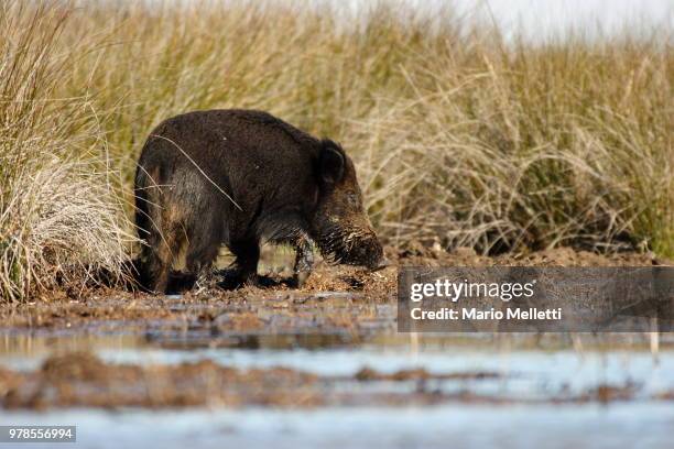wildboar - peccary stock pictures, royalty-free photos & images