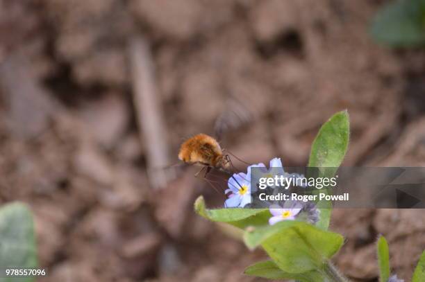 bee-fly [4 of 7] - bee fly stock pictures, royalty-free photos & images