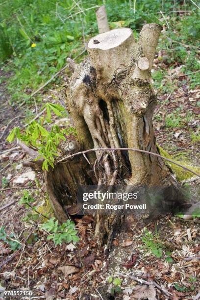 Tree Stump Rottner 560 Rotting Tree Stump Stock Photos, High-Res Pictures, and Images ...
