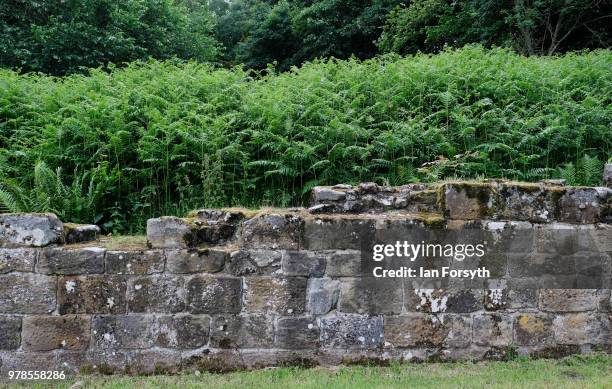 Detail of plants growing in the new gardens at Mount Grace Priory ahead of a media event to launch a new arts and craft style garden created by...