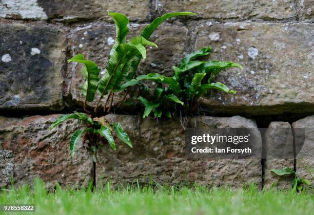 Detail of plants growing in the new gardens at Mount Grace Priory ahead of a media event to launch a new arts and craft style garden created by...