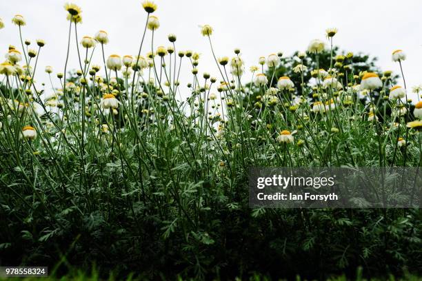 Detail of Anthemis punctata at Mount Grace Priory ahead of a media event to launch a new arts and craft style garden created by garden designer Chris...