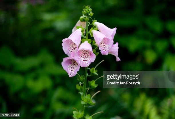 Foxgloves Digitalis Purpurea grows at Mount Grace Priory ahead of a media event to launch a new arts and craft style garden created by garden...