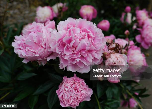 Paeonia Roses grow in the garden at Mount Grace Priory ahead of a media event to launch a new arts and craft style garden created by garden designer...