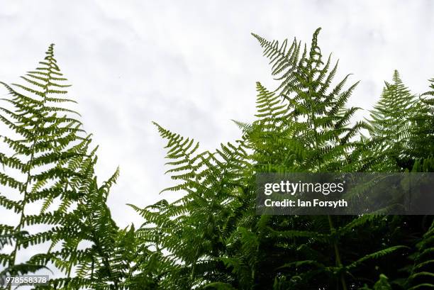 Ferns grow at Mount Grace Priory ahead of a media event to launch a new arts and craft style garden created by garden designer Chris Beardshaw on...