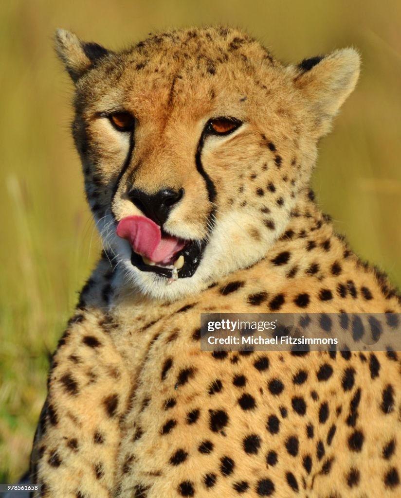 Serengeti Cheetah