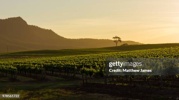 branxton,australia - australian vinyards stock pictures, royalty-free photos & images