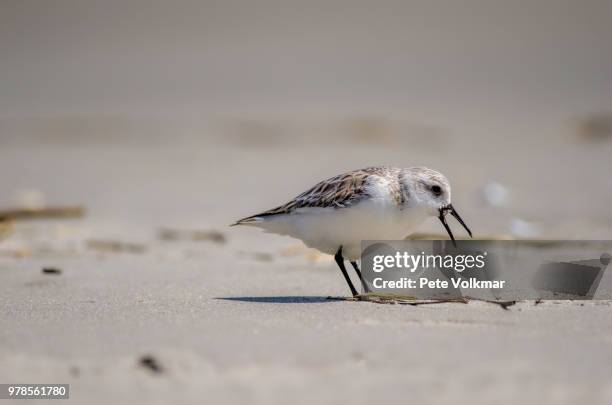 western sandpiper (calidris mauri) shore bird on beach, north wildwood, new jersey, usa - wader bird stock-fotos und bilder