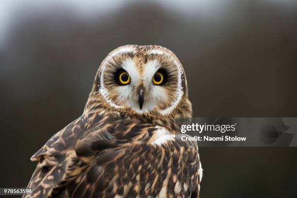 owl - wise owl stock pictures, royalty-free photos & images