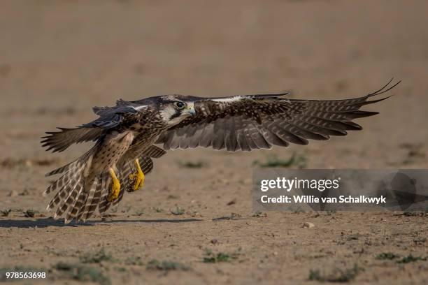 lanner falcon (falco biarmicus) flying close to earth surface - alfaneque imagens e fotografias de stock