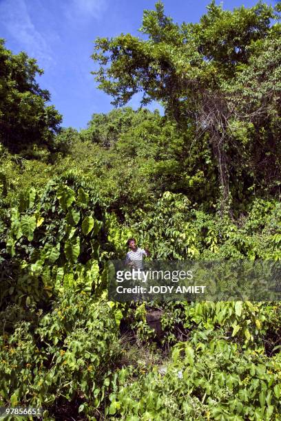 French botanical researcher Bruno Bordenave poses as he examines plants on Royal Island, the largest of the Islands of Salvation in the Caribbean Sea...